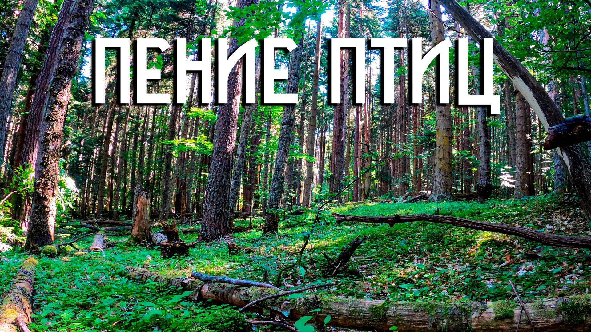 Пение птиц в горном лесу / Звуки природы / Музыка леса смотреть онлайн