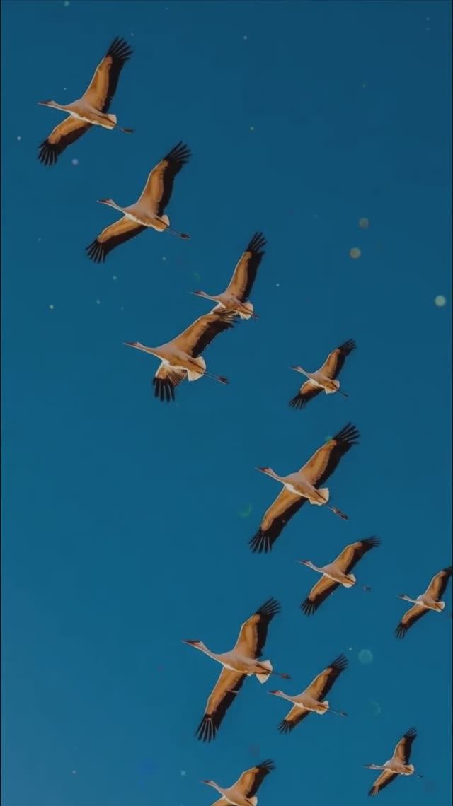 Журавли Отечества