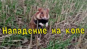 Как на меня хомяк напал