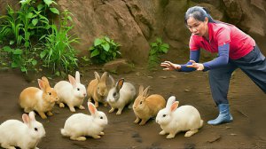 Сбор урожая лонгана и ловля кроликов в горах для продажи на сельском рынке. Жизнь во Вьетнаме