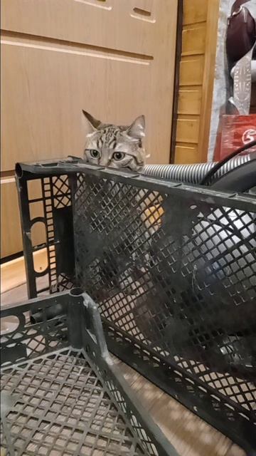 Новый лоток