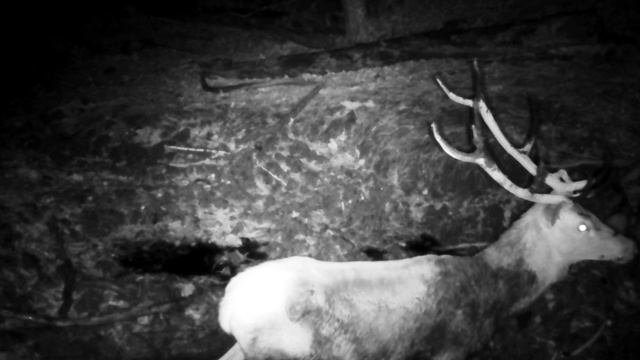 Олень благородный. смотреть онлайн