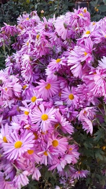 Хризантема корейская Мальчиш-Кибальчиш. смотреть онлайн