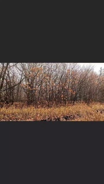 Лесной привет смотреть онлайн