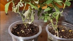 КАЛИБРАХОА СБРАСЫВАЕТ ЛИСТЬЯ.КАК СПАСТИ КАЛИБРАХОА.