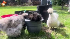 Шелковые курочки пушистые шарики ❣️🤗😂 (28)