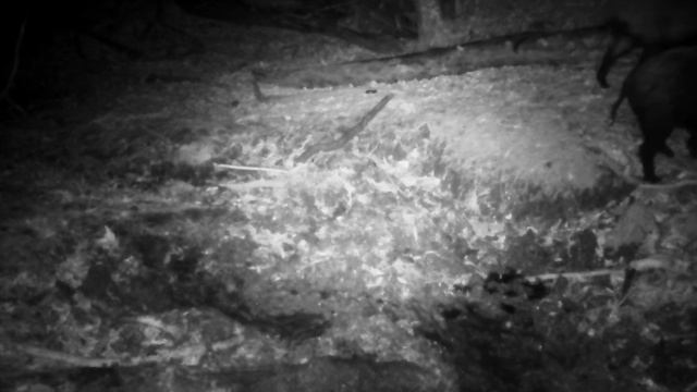 Наблюдения за дикими животными. Кабан дикий. смотреть онлайн