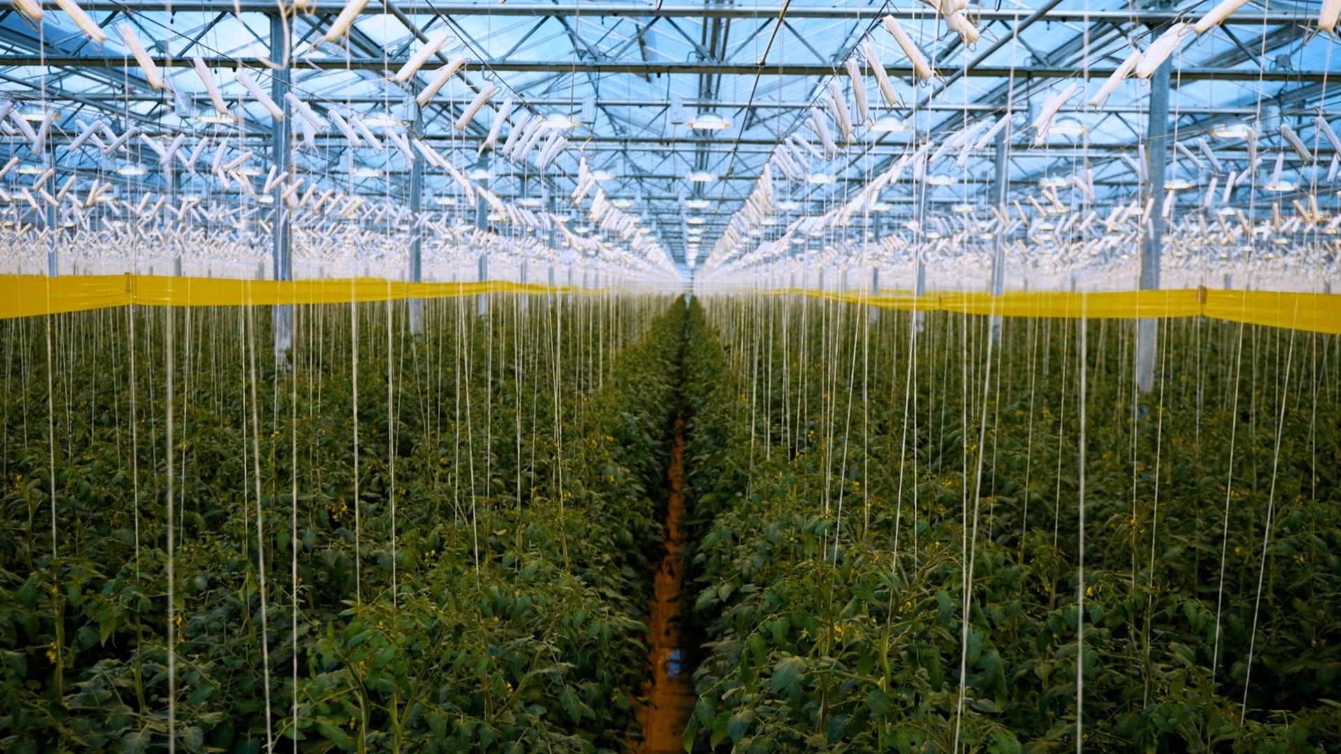 Журналист телеканала «СвоёТВ» принял участие во втором этапе конкурса «Селом сильна Россия» смотреть онлайн