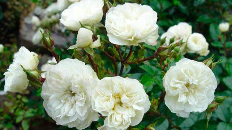 Многоцветковые обильноцветущие ПОЛИАНТОВЫЕ розы.