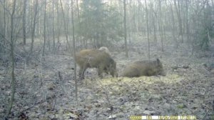 Природа Марий Эл