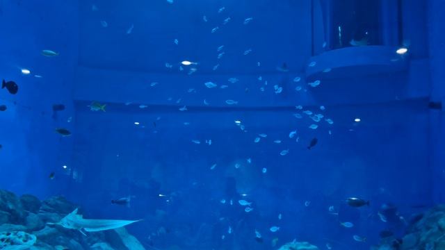 Аквариум в музее «Планета Океан» в Калининграде смотреть онлайн