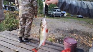 Сегозеро и не только.
Рыбалка сентябрь 2025
часть2