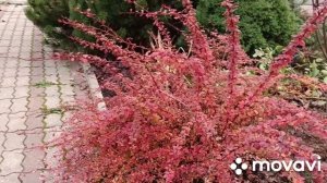 Уральские хлопоты: прополола клубнику, результат обрадовал.