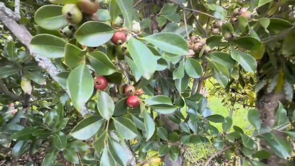 Олег Зубков показывает свою виллу, где он будет строить отель с банановыми и апельсиновыми рощам