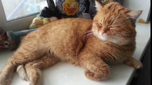 Кот лежебока