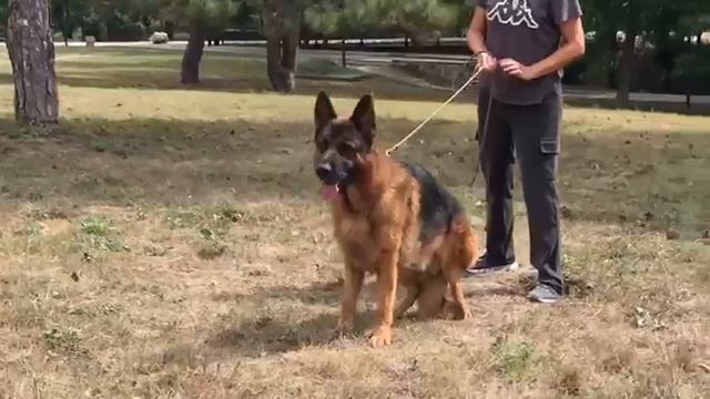 RUBENS Lie Anne Lur, 4 года 2 месяца. (FARIN Framato Rolau — JANEY Framato Rolau) смотреть онлайн