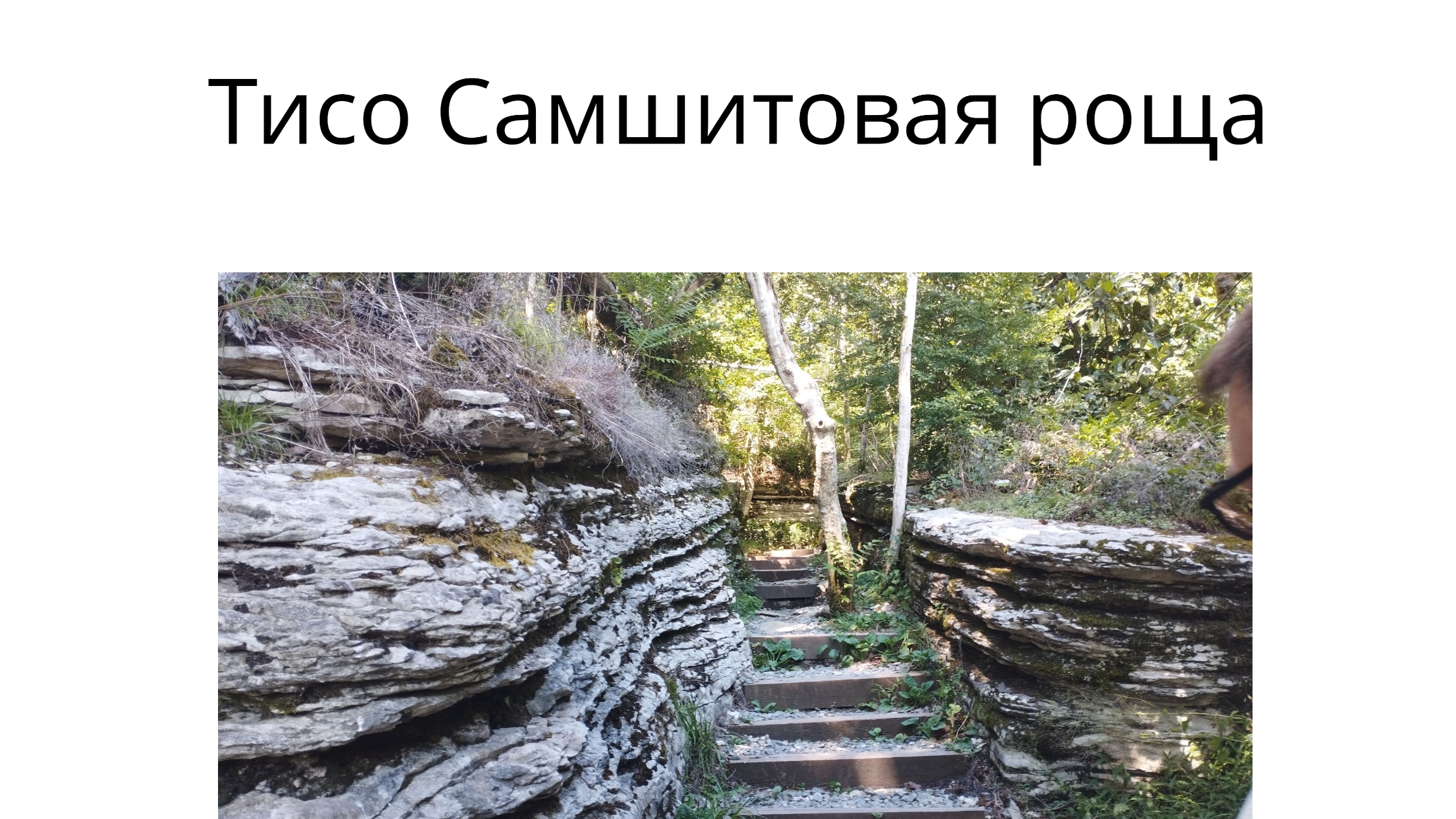 Прогулка по Тисо Самшитовой роще смотреть онлайн