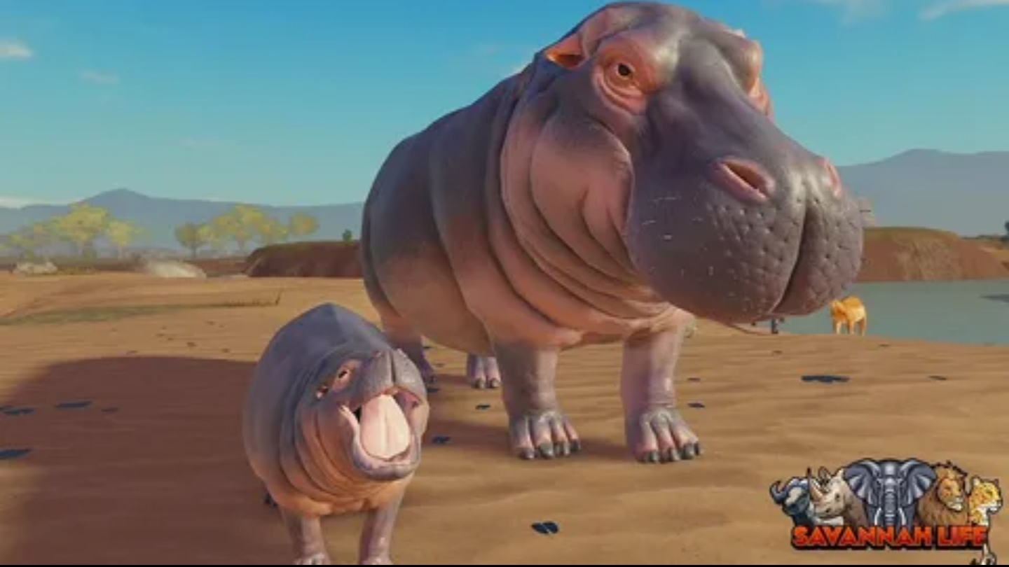 ИГРАЕМ 🎮 ЗА БЕГЕМОТА 🦛 В САВАННЕ ЛАЙФ РОБЛОКС. "продолжение..." смотреть онлайн