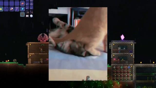 МОЛВИН ТЕРРАРИЯ КАЛАМИТИ ИНФЕРНУМ #3 смотреть онлайн