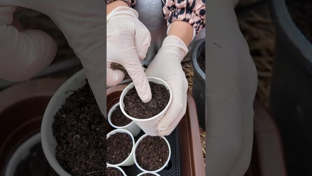 КАКИЕ СОРТА ОГУРЦОВ ДЛЯ ПОДОКОННИКА ПОДОЙДУТ - ВЫБОР И ПОСЕВ смотреть онлайн