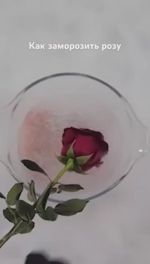 Как заморозить розу
