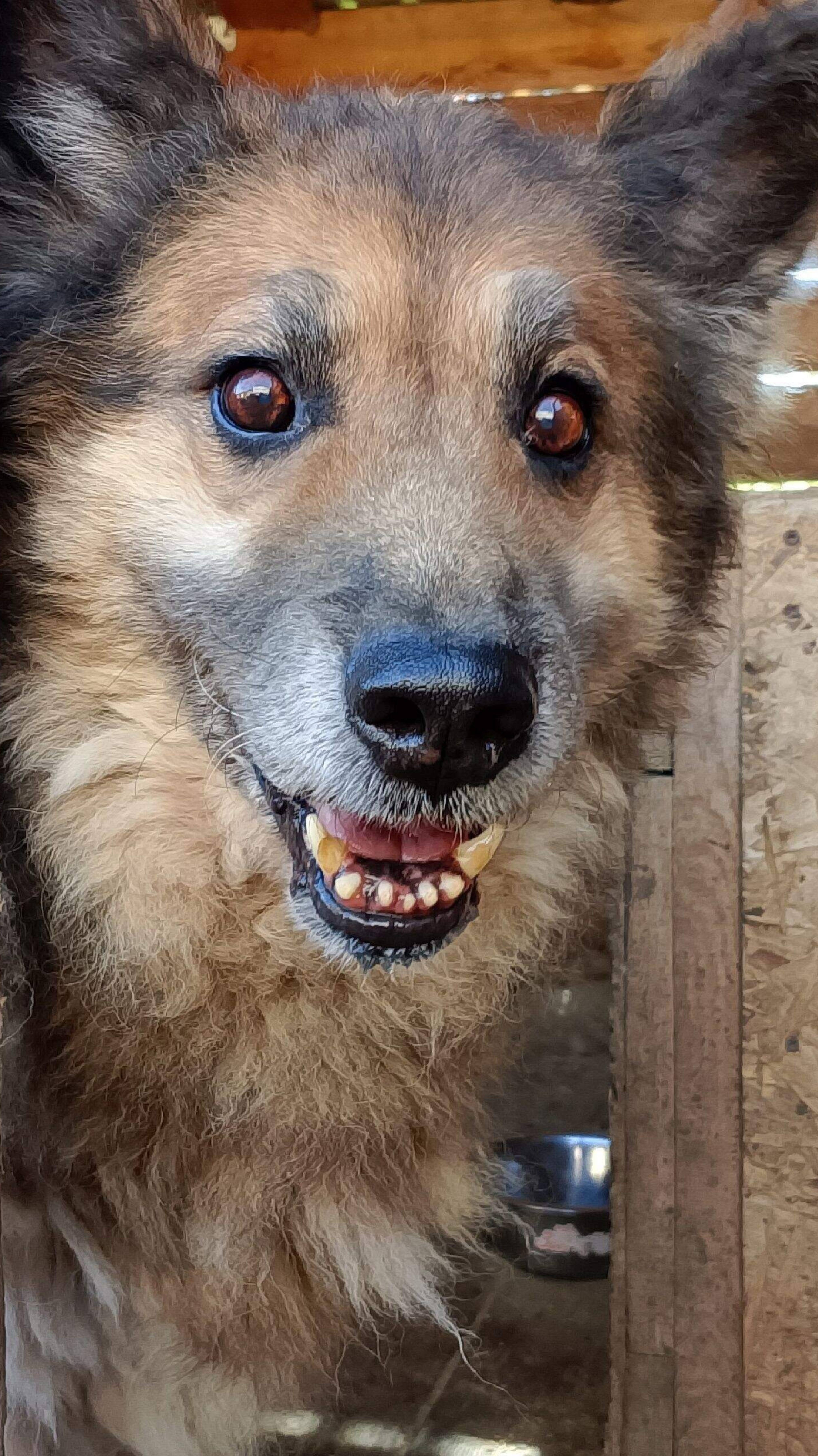 Рэмка очень болен.Приют Бим Омская обл, Азово.Ирина Усова и её 136 собак,в основном старые, слепые