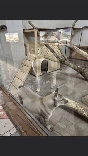 Это что за зверь 🤔