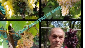 приготовление изюма в домашних условиях.