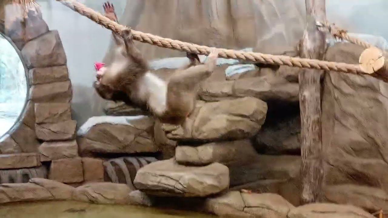 Японские макаки. Кайко успевает поиграть, побегать за Китаной и позаниматься гимнастикой 27.10.2025 смотреть онлайн