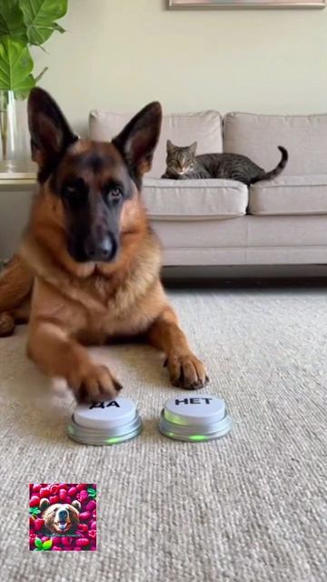 зараза шерстяная смотреть онлайн