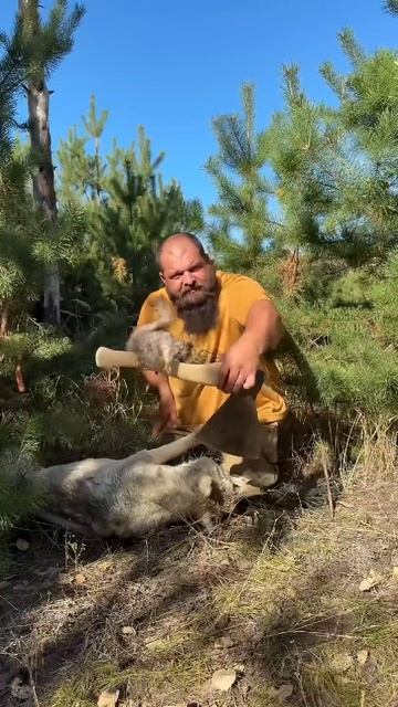 #прогулкаполесу #конфликтживотных #белка #волк смотреть онлайн