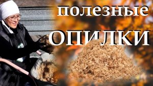 Разберёмся, могут ли опилки делают землю плодородной