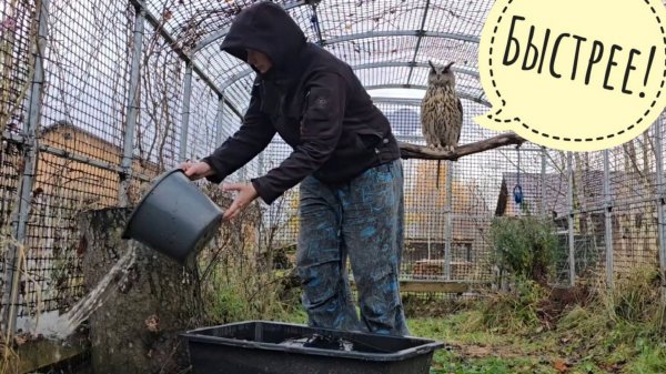 Пёс Кубик дождался автолавку. У совы Ёлки отключили воду