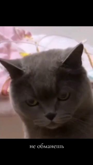 Обмануть невозможно)) смотреть онлайн