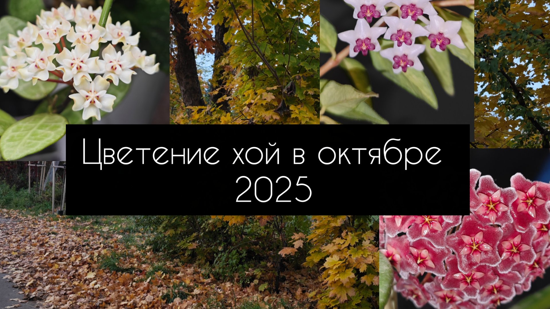 цветение хой в октябре 2025 смотреть онлайн