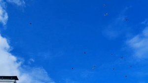 Агасиевские бойные голуби