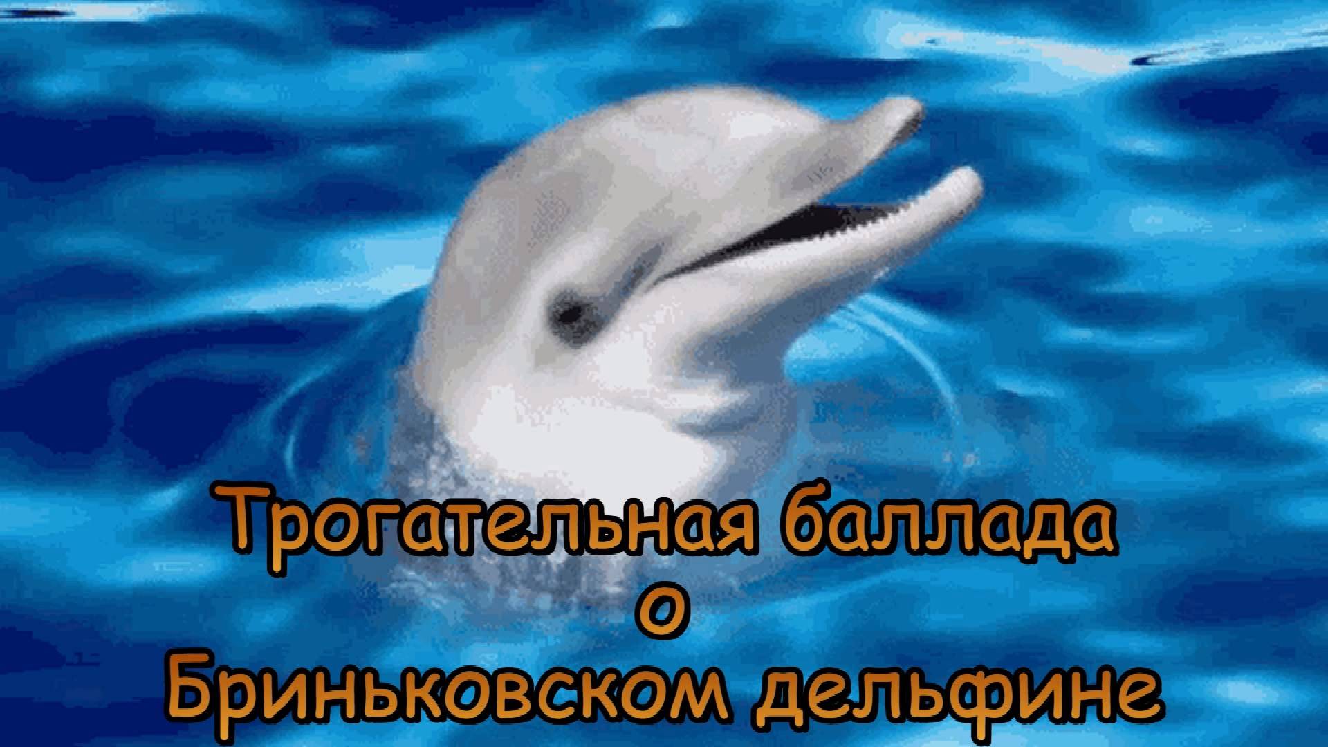 🐬Трогательная баллада о Бриньковском дельфине - 