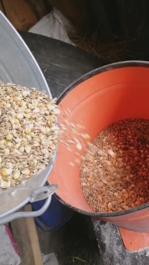 Домашний комбикорм своим руками для кур, уток, гусей, бройлеров