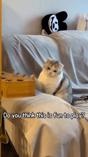 Приколы с котами часть 8