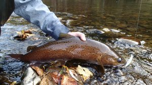 Smith D-Coax 65. Первое знакомство