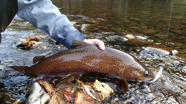 Smith D-Coax 65. Первое знакомство