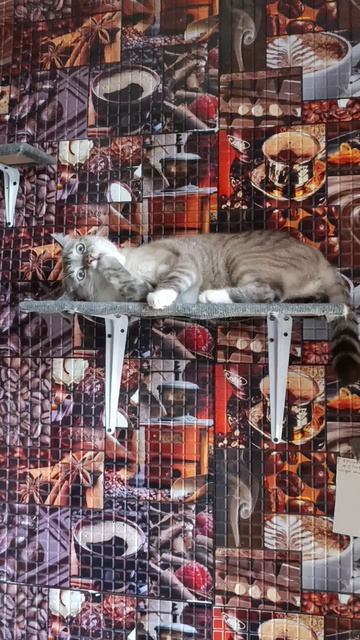 Каспер смотреть онлайн