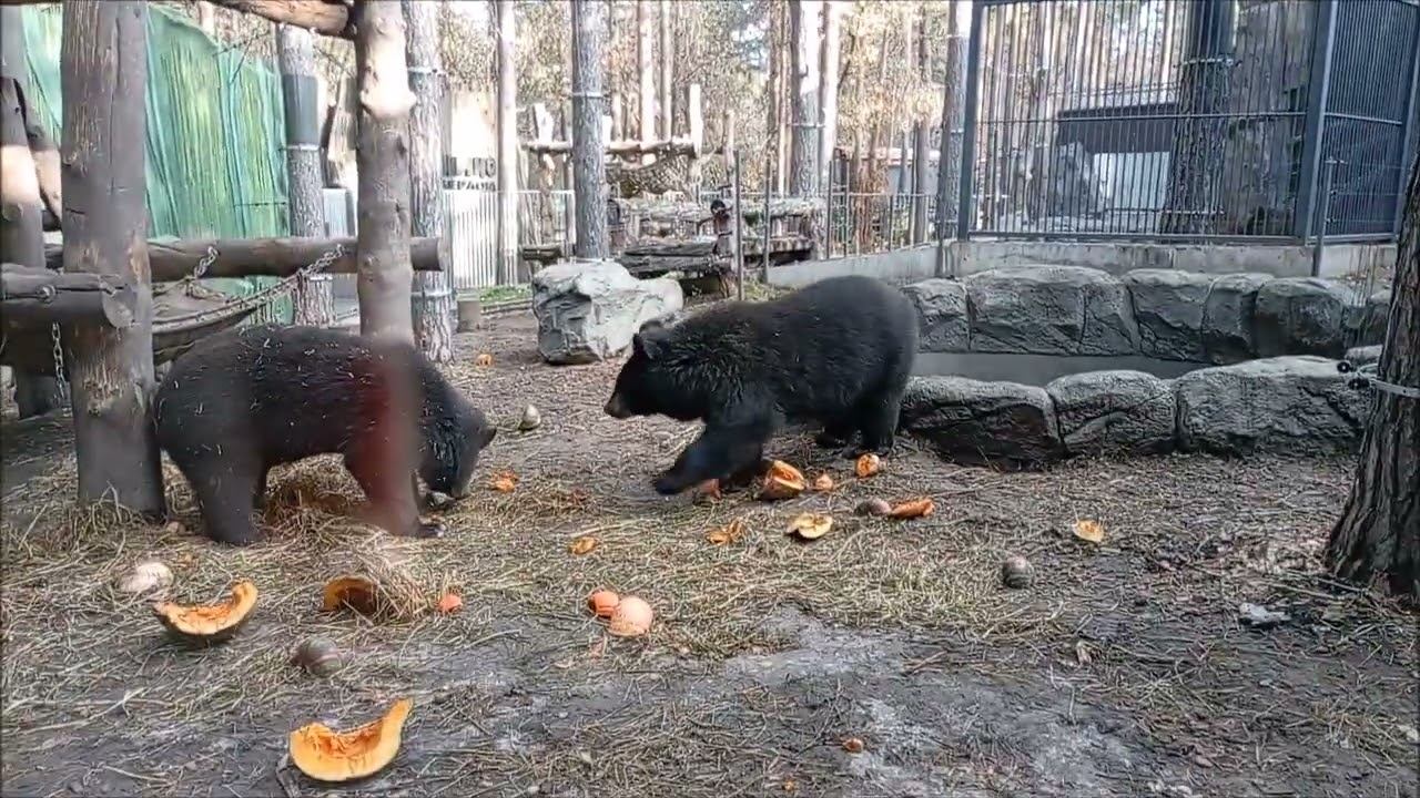Уссурийские медвежата. Дусе захотелось поваляться на сене и поиграть с ним 27.10.2025 смотреть онлайн