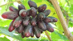 РОЗОВЫЙ ЗАКАТ НА ПАСЫНКАХ!!!🍇🍇🍇 Telegram, WhatsApp и Vlber +79528500417. ТЕЛ.+79054033245.