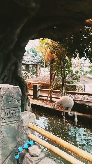 Розовый фламинго 🦩🦩🦩