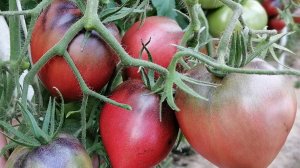 ЛУЧШИЕ СОРТА ТОМАТОВ НА 2026 ГОД!