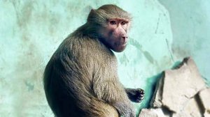 Гамадрилы не стали Люсе семьёй, очень крепкая связь с людьми!Сепарация не произошла, как отпустить!?