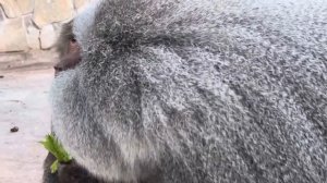 СМЕШНО ДО СЛЕЗ! Люська дорвалась до яиц и в миг СЪЕЛА ВСЮ ПАЧКУ!