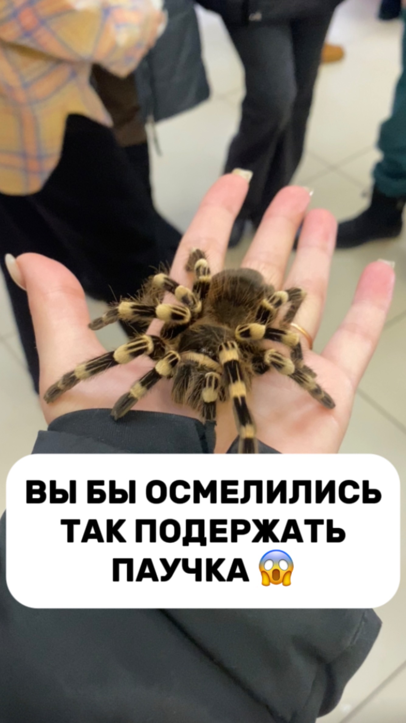 Паучек пушистый 🤪 смотреть онлайн