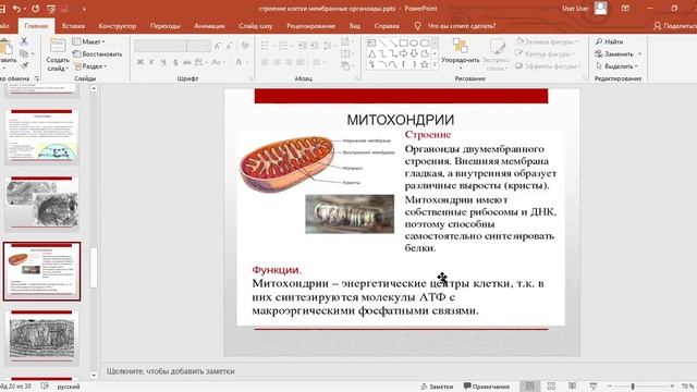 мембранные органоиды смотреть онлайн